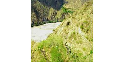 PASTO GRANDE
